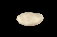 藏品(白星寶螺)的圖片